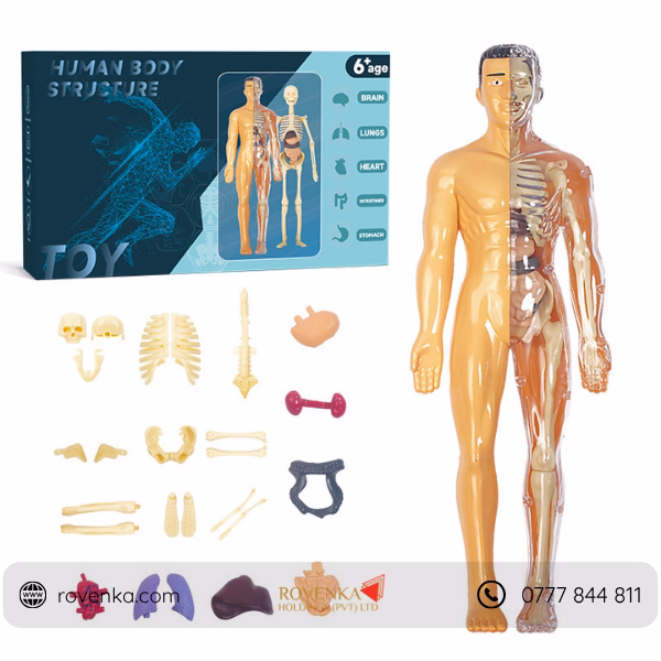 Kids Human Body Anatomy Model Kit - Image 2
