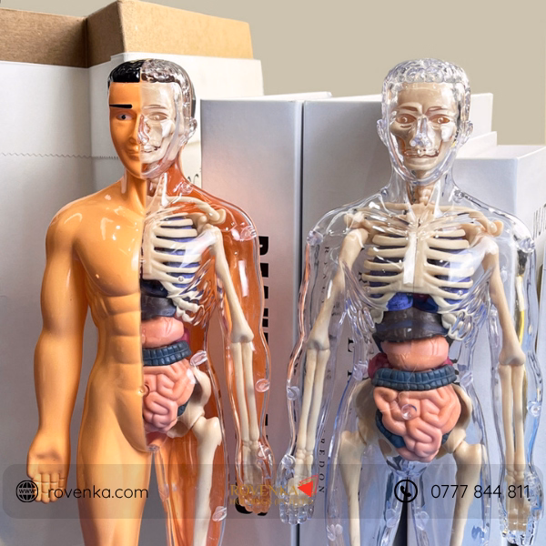 Kids Human Body Anatomy Model Kit - Image 3