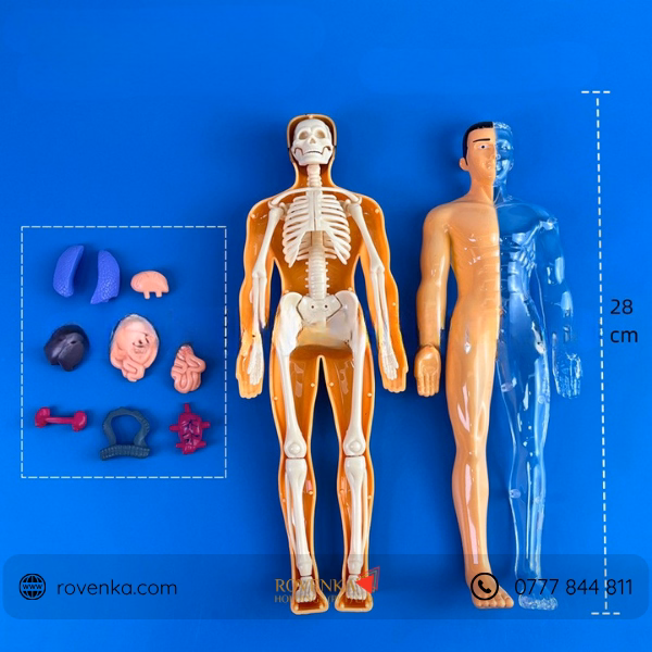 Kids Human Body Anatomy Model Kit - Image 4