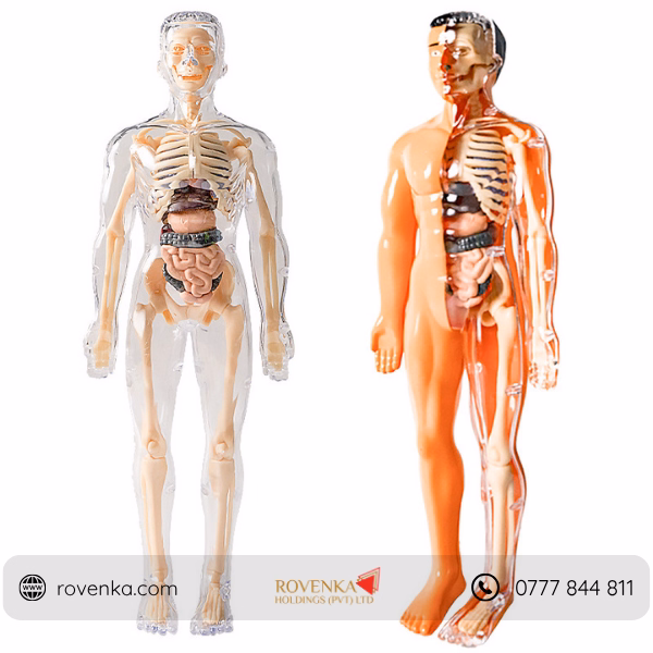 Kids Human Body Anatomy Model Kit - Image 5