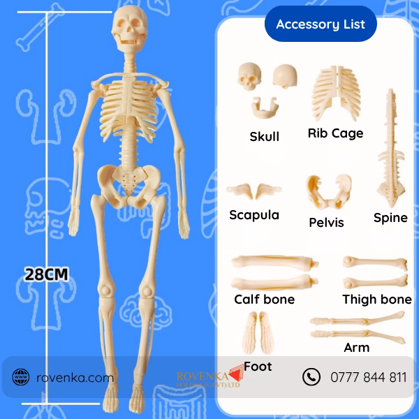 Kids Human Body Anatomy Model Kit - Image 6