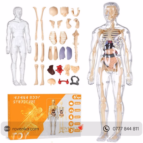 Kids Human Body Anatomy Model Kit - Image 7