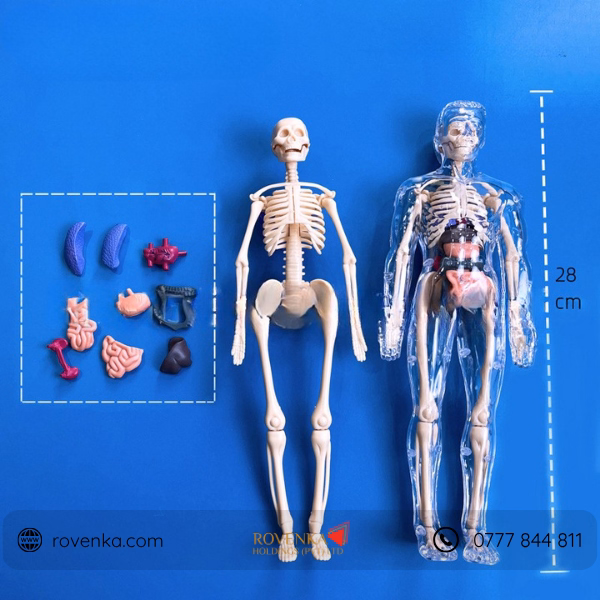 Kids Human Body Anatomy Model Kit - Image 8