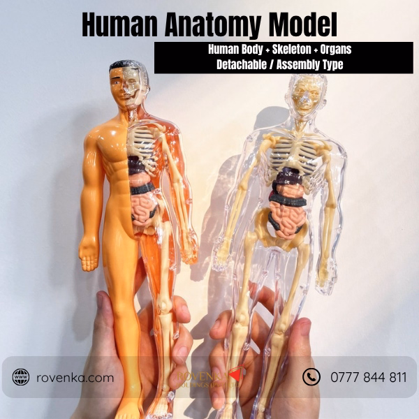 Kids Human Body Anatomy Model Kit