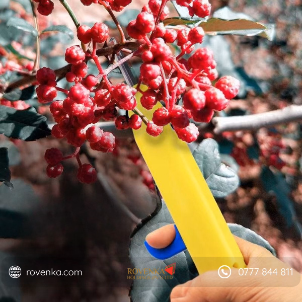 Prickly Ash Fruit Picking Tool - Image 3